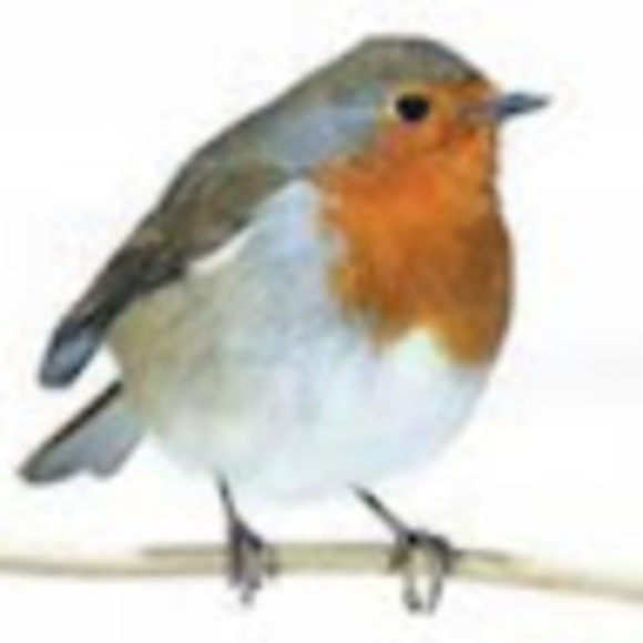 Meet your Posher, Robin - Picture 1 of 1